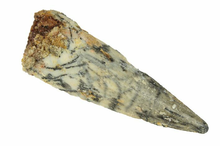 Fossil Pterosaur (Siroccopteryx) Tooth - Morocco #248923